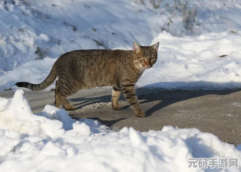 怪物猎人X猫探险队，萌宠出击，狩猎新纪元