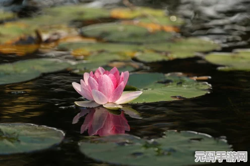 光遇秘密花园冥想处，解锁心灵的奇幻之旅，探寻灵魂的宁静港湾