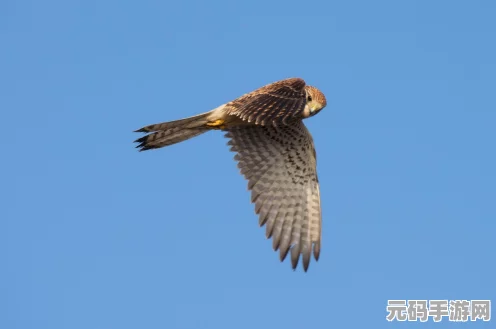 烈箭鹰翱翔天际，宝可梦大集结战术新纪元，持有物搭配全攻略