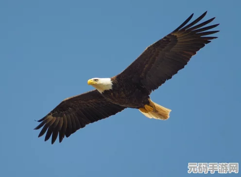 烈箭鹰翱翔天际，宝可梦大集结战术新纪元，持有物搭配全攻略