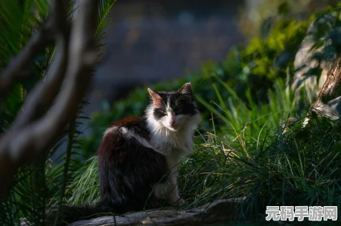 猫和老鼠烟花大作战燃爆上线，玩法技巧大揭秘
